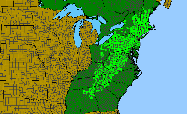 The range of Betula lenta var. lenta